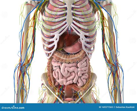 Anatomy Of Female Abdominal Organs