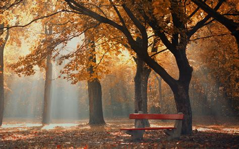 Brown Wooden Bench Under The Tree At Daytime Hd Wallpaper Wallpaper Flare