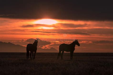 Wild Horses Stock Image Image Of Colorado Freedom Sage 8707379
