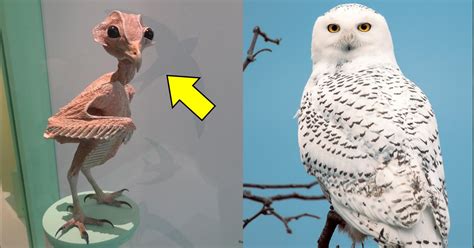 Why This Naked Owl Without Feathers Is Breaking The Internet