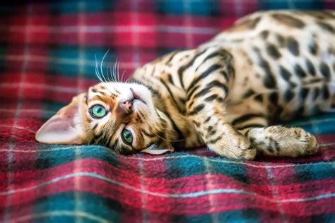 14 Top Cat Breeds From Asia