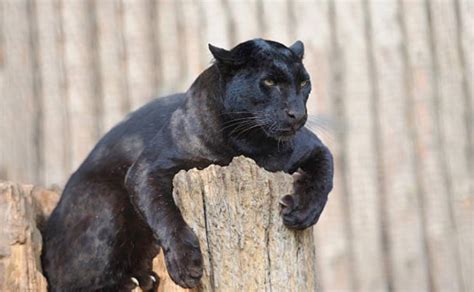 Did You Know The Black Panther Is The 5th Largest Of The Cat Species