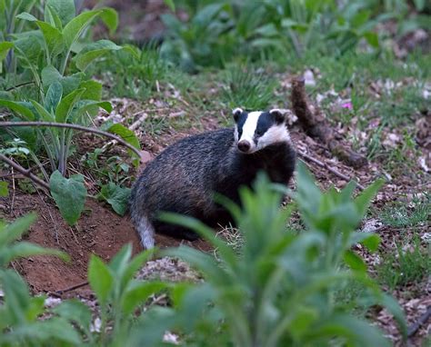A Brilliant Summer Of Badger Watching Scottish Wildlife Trust