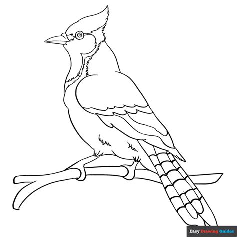 Blue Jay Coloring Page Easy Drawing Guides