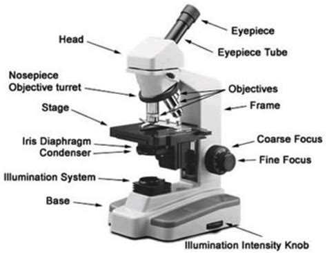 Parts Of A Microscope And Function Blisspna
