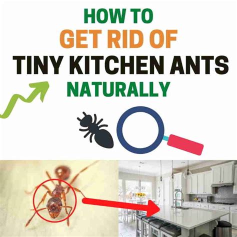 How To Get Rid Of Tiny Ants In Kitchen Cabinets Home Alqu
