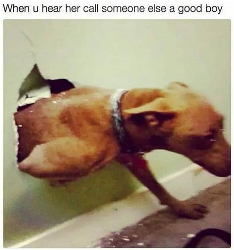 15 Cool Pitbull Memes To Cheer You Up The Dogman