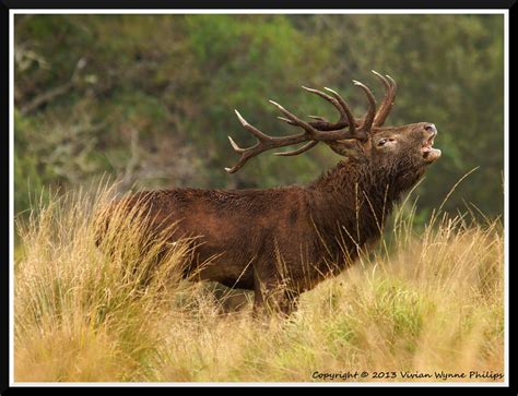 Red Deer Cervus Elaphus Irelands Wildlife