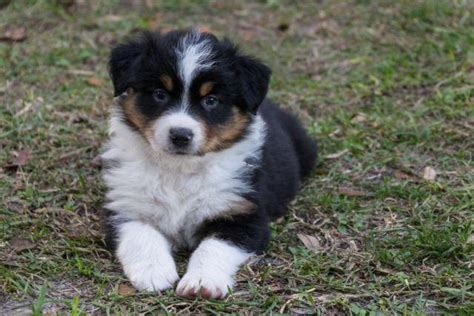 Be mindful of the parent australian shepherd. AKC Australian Shepherd Puppies Black-tri M & F w/Health ...