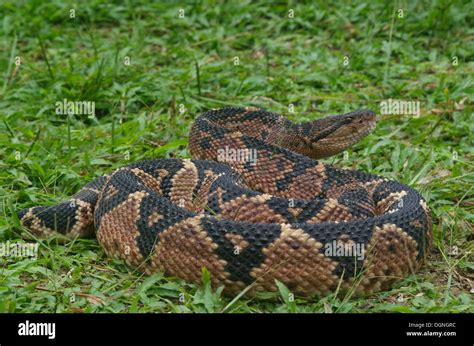 Bushmaster Snake Hi Res Stock Photography And Images Alamy