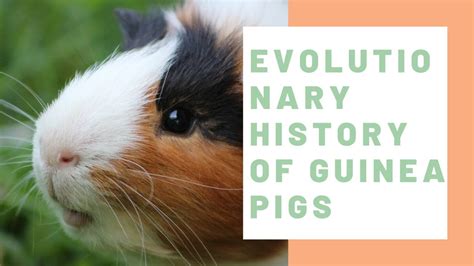 Evolutionary History Of Guinea Pigs Guinea Pig Center Youtube
