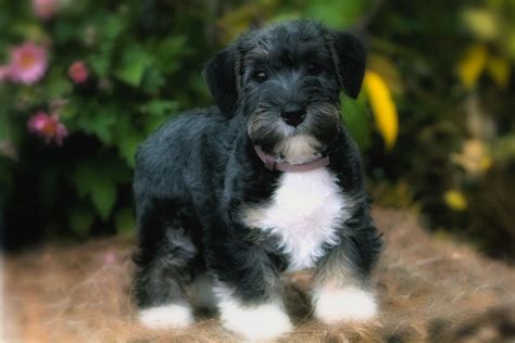 Cesky Terrier Bejla 10 Weeks Old Puppy Dogs Hound Pups Hunting Puppies