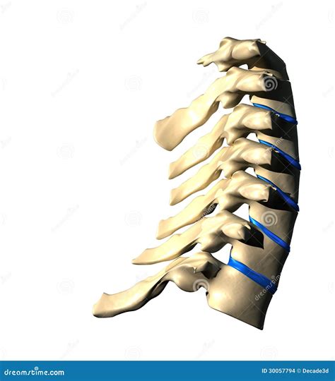 Cervical Spine Lateral View Side View Stock Images Image 30057794