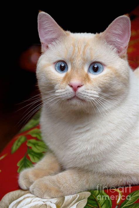 Overweight Siamese Cat British Shorthair