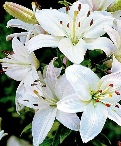 Sharing 20 Inspiring Beautiful Fascinating Flowers Rośliny Piękne