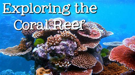 This is a portion of the great barrier reef seen from space. Exploring the Coral Reef: Learn about Oceans for Kids - FreeSchool | Ocean projects, Ocean ...