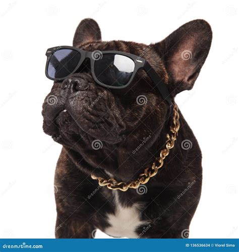Head Of Curious French Bulldog Wearing Sunglasses And Collar Stock
