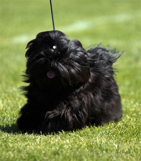 Black Shih Tzu puppy. Photo: Amanda Nordin, Hundfoto. | Black shih tzu puppy, Shih tzu puppy