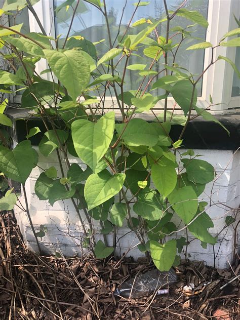 Japanese knotweed is an invasive species that causes havoc in your garden, sometimes costing up to £10,000 to remove. Japanese Knotweed breaking through wall 2 - Japanese ...