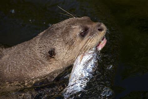 A Giant Otter Pteronura Brasiliensis She Caught A Fish Stock Image