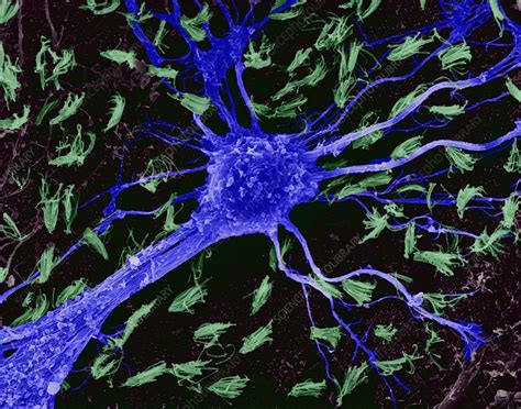 Astrocytic Glial Cell From Cns Sem Stock Image C Science