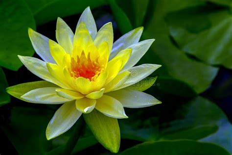 Glowing Tropical Yellow Water Lily Nymphaea Sp Stock Image Image Of