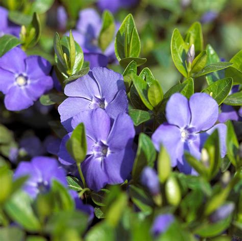 How To Plant And Grow Periwinkle