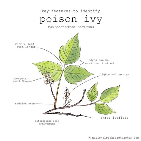 Poison Ivy Plant Life Cycle