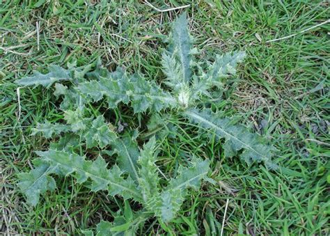 How To Remove Thistle Weeds From Your Lawn Myhometurf