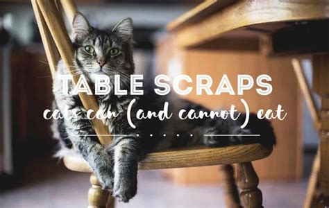 You may find tomatoes in the latter ones. Can Cats Eat Table Scraps? Holiday Foods You Can Share ...