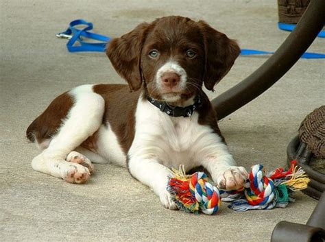 Image group la/walt disney television via getty. I Has A Hotdog - brittany spaniel - Funny Dog Pictures ...