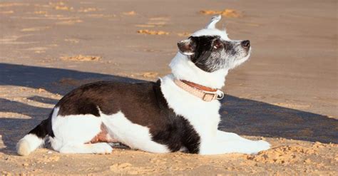 How To Teach A Dog To Lay Down And Stay The Happy Puppy Site