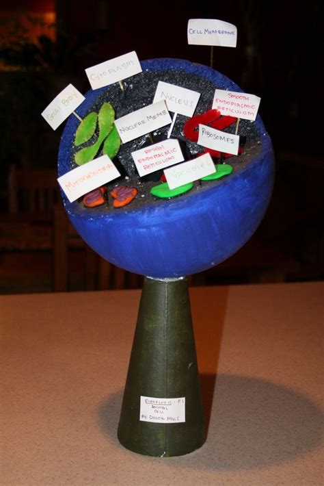 You can make this science project using styrofoam also. cell model made out of styrofoam ball | Animal Cell ...
