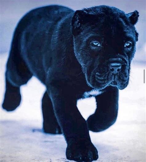 15 Amazing Facts About Cane Corso Dogs You Might Not Know Page 5 Of 5