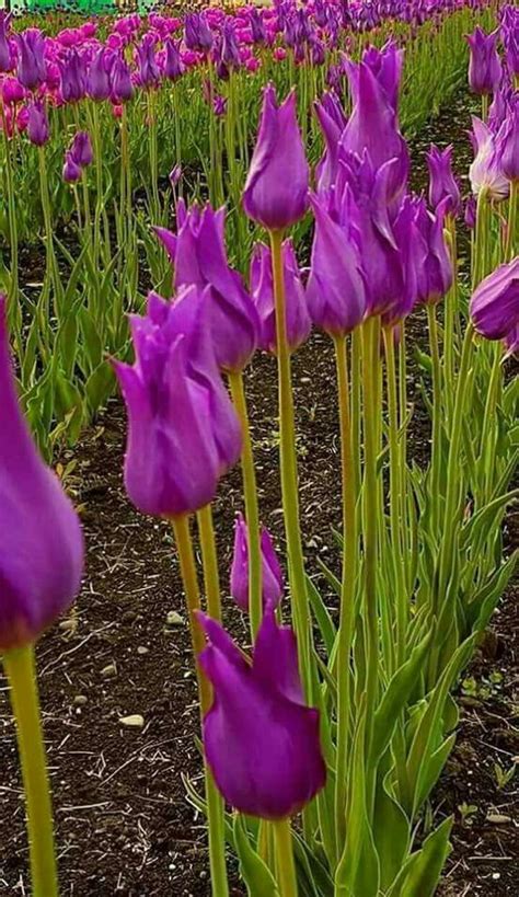 Narcisi giallo piccoli fiori giardino. Pin di Joan Duffin su purple | Tulipani, Fiori