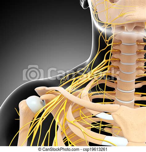 Nervous System Of Human Shoulder 3d Rendered Illustration Of Nervous