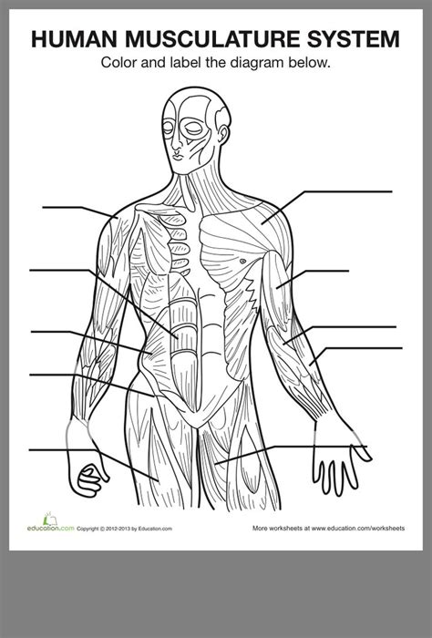 Printable Muscle Anatomy Worksheet