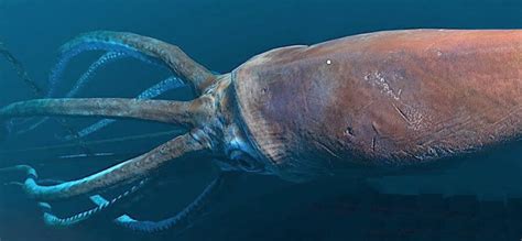 Arg Its The Giant Squid Critter Science