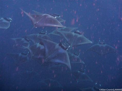 Manta Ray Research And Conservation In The Philippines — Large Marine