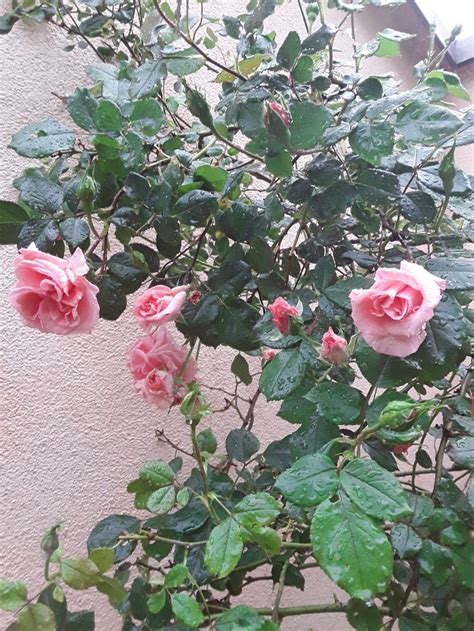 Pin Di Petra Tantillo Su Rose In Giardino