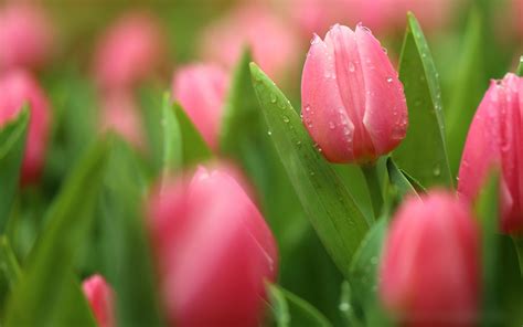 Download Wallpapers Pink Tulips Spring Flowers Dew Water Drops