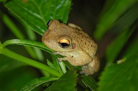 The Cuban Treefrog A Gross Story About One Of Florida S Most Annoying