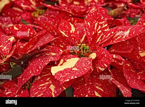 Red Glitter Poinsettia