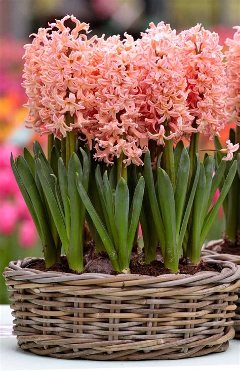 Apr 22, 2021 · plant these summer annuals and perennials for flowers all summer long. How to Force Hyacinth Bulbs for Indoor Flowers - Longfield ...