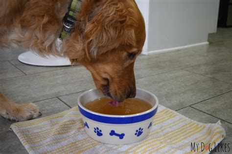 What To Do When Your Dog Has Diarrhea 3 Simple Home Remedies