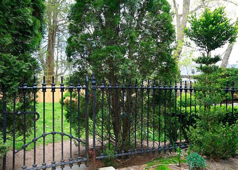 Allow the privet hedge to regrow throughout the first season, shaping the new growth lightly in the autumn of that year to train it into the desired. get to fixin': Just like starting over.