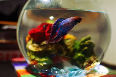 Your betta can also be. A Warning About Distilled Water and Betta Fish - Fish Care