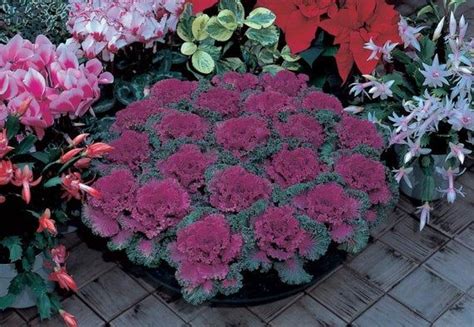 Brassica Oleracea Nagoya Red Flowering Kale 200 Seeds 4b Etsy