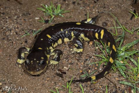 California Tiger Salamander Ambystoma Californiense Ma Flickr