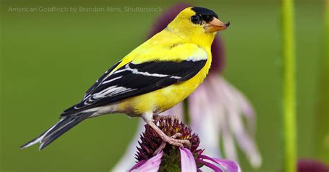 American Goldfinch American Bird Conservancy